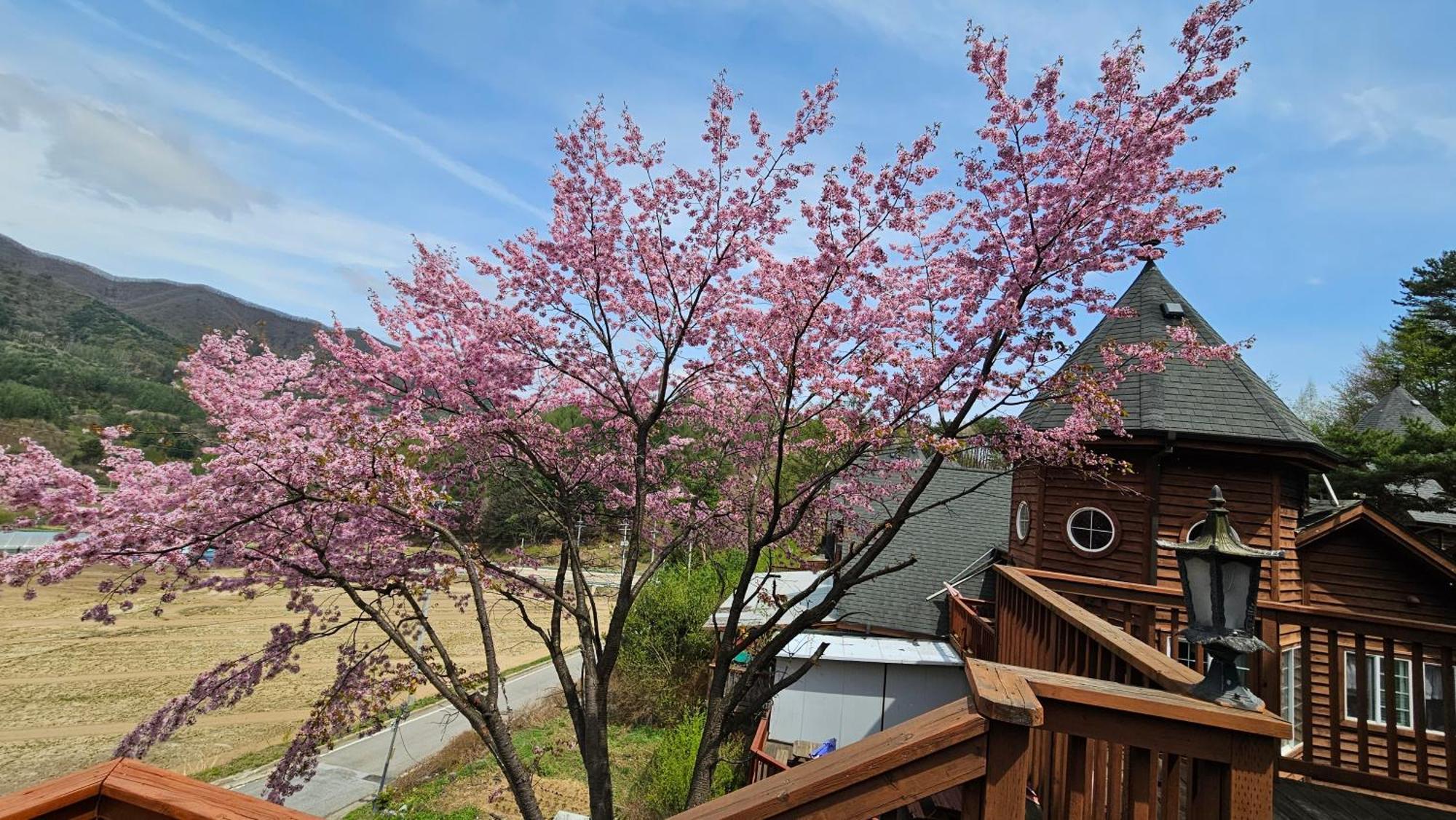 Elf Resort Hotel Pyeongchang Ngoại thất bức ảnh